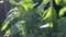 Genoveser basil, herb with fresh green leaves in backlit