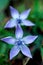 gentian