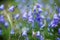 Gentian on Alpine Meadow