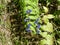 Gentian with blue blossom in the mountains