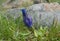 Gentian, with closed flower bud