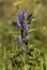 Gentian flower in Krkonose mountains