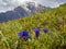 Gentian flower on a meadow in Italian Alps