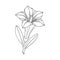 Gentian flower. Montain wildflower. Hand drawn sketch. Vector outline sketch