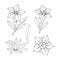 Gentian flower set. Montain wildflower. Hand drawn sketch. Vector outline