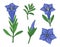 Gentian flower set. Montain wildflower. Hand drawn sketch. Vector outline sketch