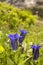 Gentian flowers