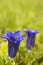 Gentian flowers