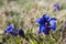 Gentian flowers