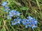 Gentian flowers (Gentiana sino-ornata) close-up in the Kislovodsk National Park