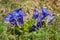 Gentian - Gentiana acaulis