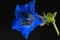 Gentian, Gentiana acaulis