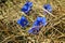 Gentian hidden in the meadow