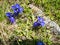 Gentian mountain flower in spring