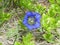 Gentian in the mountains with blue blossom