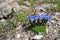 Gentian Primaticcia in mountain