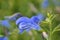 Gentian sage