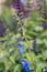 Gentian sage Salvia patens, stunning blue flowers
