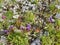 Gentian in the Slovakian mountain