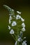 Gentian speedwell, Veronica gentianoides flower plant