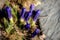 Gentian violet flowers mountains
