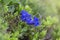 Gentiana acaulis, the stemless gentian] or trumpet gentian is a species of flowering plant in the family Gentianaceae. Blue flower