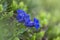 Gentiana acaulis, the stemless gentian] or trumpet gentian is a species of flowering plant in the family Gentianaceae. Blue flower