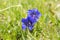 Gentiana acaulis wildflower in bloom, italian mountains