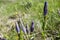 Gentiana acaulis wildflower buds, italian mountains