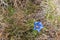 Gentiana, alpine flower in intense blue growing on the Alps in A