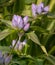 Gentiana Andrewsii, Bottle Gentian Flowers in Garden