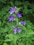 Gentiana asclepiadea in a bush_Schwalbenwurz-Enzian