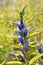 Gentiana asclepiadea (willow gentian)