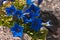 Gentiana,Botanical Garden,valnontey,cogne,val of aosta,italy