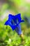 Gentiana clusii, also know as Clusius gentian or flower of the s