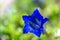 Gentiana clusii, also know as Clusius gentian or flower of the s