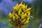 Gentiana Lutea one