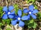 Gentiana nivalis alpine gentian vibrant blue flowers macro