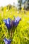 Gentiana pneumonanthe, the marsh gentian, sunny closeup