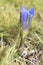 Gentiana pneumonanthe subsp. depressa the marsh gentian creeping plant with large deep blue flowers and succulent green leaves