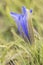 Gentiana pneumonanthe subsp. depressa the marsh gentian creeping plant with large deep blue flowers and succulent green leaves