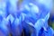 Gentiana pneumontant flower, sea bell background close-up applied filter