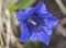 Gentiana species, flowers of intense purple color that appear in high mountain meadows