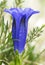 Gentiana species, flowers of intense purple color that appear in high mountain meadows