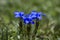 Gentiana verna flowers or spring gentian