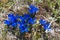 Gentiana verna L., bright blue mountain flowers