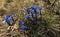 Gentiana verna rare mountain flower in spring