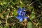 Gentiana verna. A very rare plant. Only three locations in the Czech Republic.