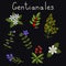 Gentianales plants set
