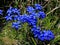 Gentiane of spring (gentiana verna)